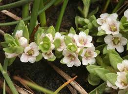 Attēlu rezultāti vaicājumam “Glaux maritima flower”