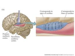 Image result for map of the brain