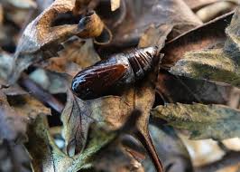 Attēlu rezultāti vaicājumam “Selenia dentaria larva”