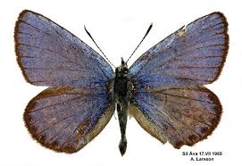Attēlu rezultāti vaicājumam “Plebejus idas male”