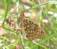 Attēlu rezultāti vaicājumam “Argynnis niobe underside”
