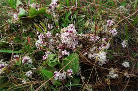 Attēlu rezultāti vaicājumam “Cuscuta epithymum subsp. trifolii”