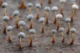 Attēlu rezultāti vaicājumam “Cribraria argillacea stalked”