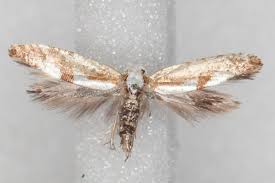 Attēlu rezultāti vaicājumam “Argyresthia pruniella”