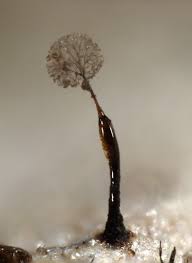 Attēlu rezultāti vaicājumam “Clastoderma debaryanum spores”