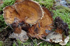 Attēlu rezultāti vaicājumam “Onnia tomentosa”