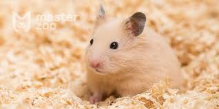 Image result for хомек