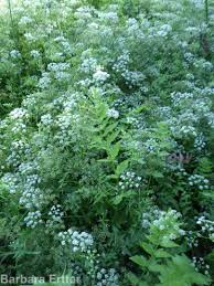 Attēlu rezultāti vaicājumam “Berula erecta”