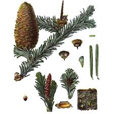 Attēlu rezultāti vaicājumam “Abies sibirica”