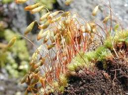 Attēlu rezultāti vaicājumam “Pseudobryum cinclidioides cells”