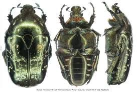 Attēlu rezultāti vaicājumam “Liocola lugubris”