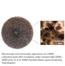 Attēlu rezultāti vaicājumam “Didymium spongiosum var. dictyospora spores”