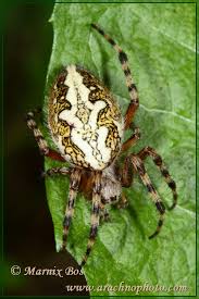 Attēlu rezultāti vaicājumam “Aculepeira ceropegia”