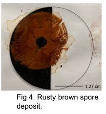Attēlu rezultāti vaicājumam “Diderma globosum spores”