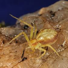 Attēlu rezultāti vaicājumam “Philodromidae”