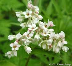Attēlu rezultāti vaicājumam “Fagopyrum esculentum leaf”