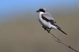 Image result for Lanius minor