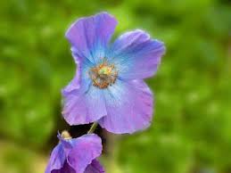 Image result for Meconopsis betonicifolia
