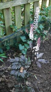 Image result for Silberkerze