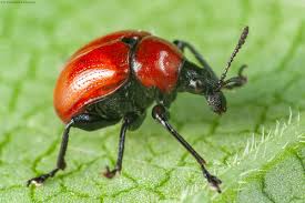 Attēlu rezultāti vaicājumam “Attelabus nitens”