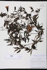 Attēlu rezultāti vaicājumam “Diderma simplex macro”