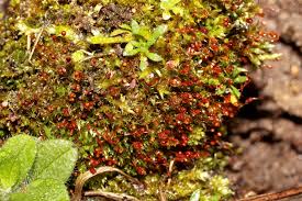 Attēlu rezultāti vaicājumam “Pottiales”