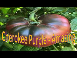 Afbeeldingsresultaat voor cherokee purple tomato