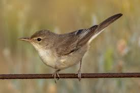 Image result for Hippolais pallida