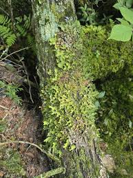 Attēlu rezultāti vaicājumam “Lobaria pulmonaria”