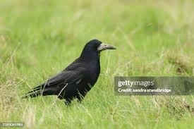 Attēlu rezultāti vaicājumam “Corvus frugilegus adult”