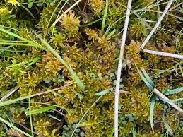 Attēlu rezultāti vaicājumam “Sphagnum contortum”
