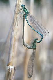 Attēlu rezultāti vaicājumam “Platycnemis pennipes”