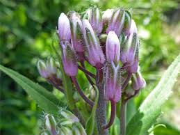 Attēlu rezultāti vaicājumam “Hesperis matronalis bud”