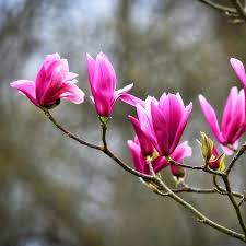 Attēlu rezultāti vaicājumam “Magnolia”