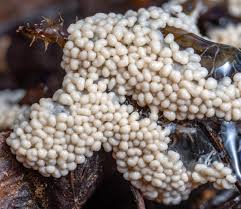 Attēlu rezultāti vaicājumam “Lamproderma gulielmae macro”