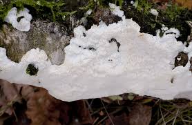 Attēlu rezultāti vaicājumam “Cinereomyces lindbladii”