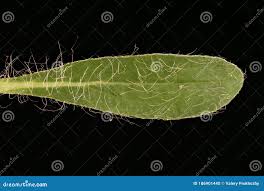 Attēlu rezultāti vaicājumam “Pilosella officinarum leaf”