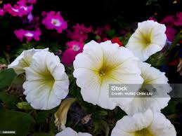 Attēlu rezultāti vaicājumam “Convolvulaceae”