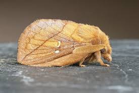 Attēlu rezultāti vaicājumam “Euthrix potatoria imago”