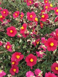 Attēlu rezultāti vaicājumam “Helianthemum x hybridum flower”