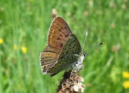 Attēlu rezultāti vaicājumam “Lycaena tityrus underside”