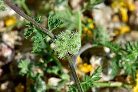 Attēlu rezultāti vaicājumam “Anthriscus”