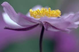 Image result for Anemonenarten
