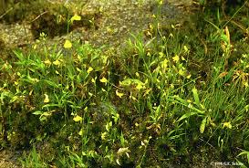 Attēlu rezultāti vaicājumam “Lentibulariaceae”