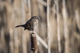 Image result for Melospiza melodia