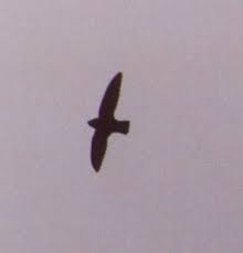 Image result for Chaetura pelagica