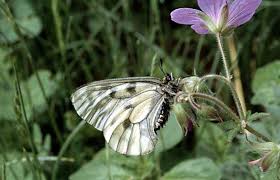 Attēlu rezultāti vaicājumam “Parnassius mnemosyne”