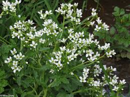 Attēlu rezultāti vaicājumam “Cardamine amara”