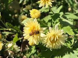 Image result for Chrysanthemum spectabile
