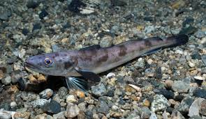 Image result for Merluccius merluccius